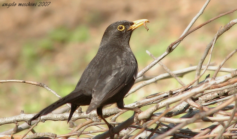 Merlo Turdus merula. semplicemente un maschio e una femmina.